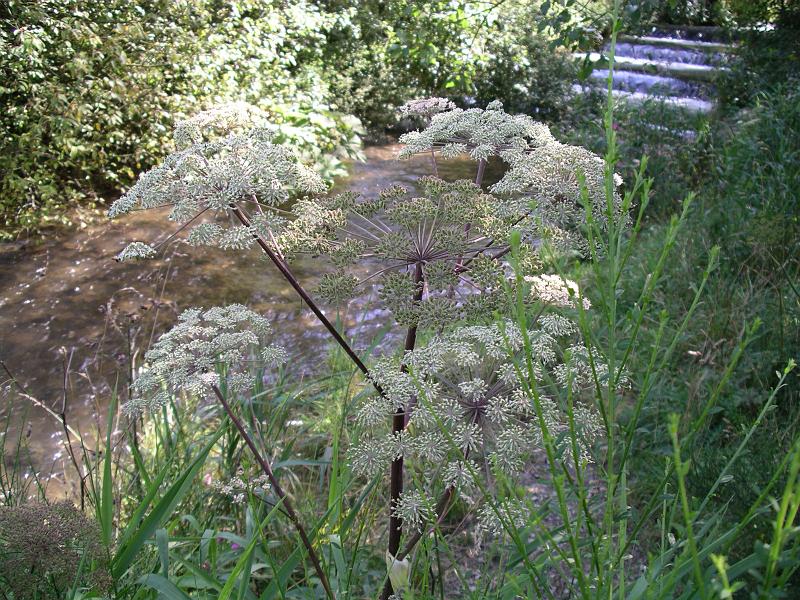 Flora 12.jpg
